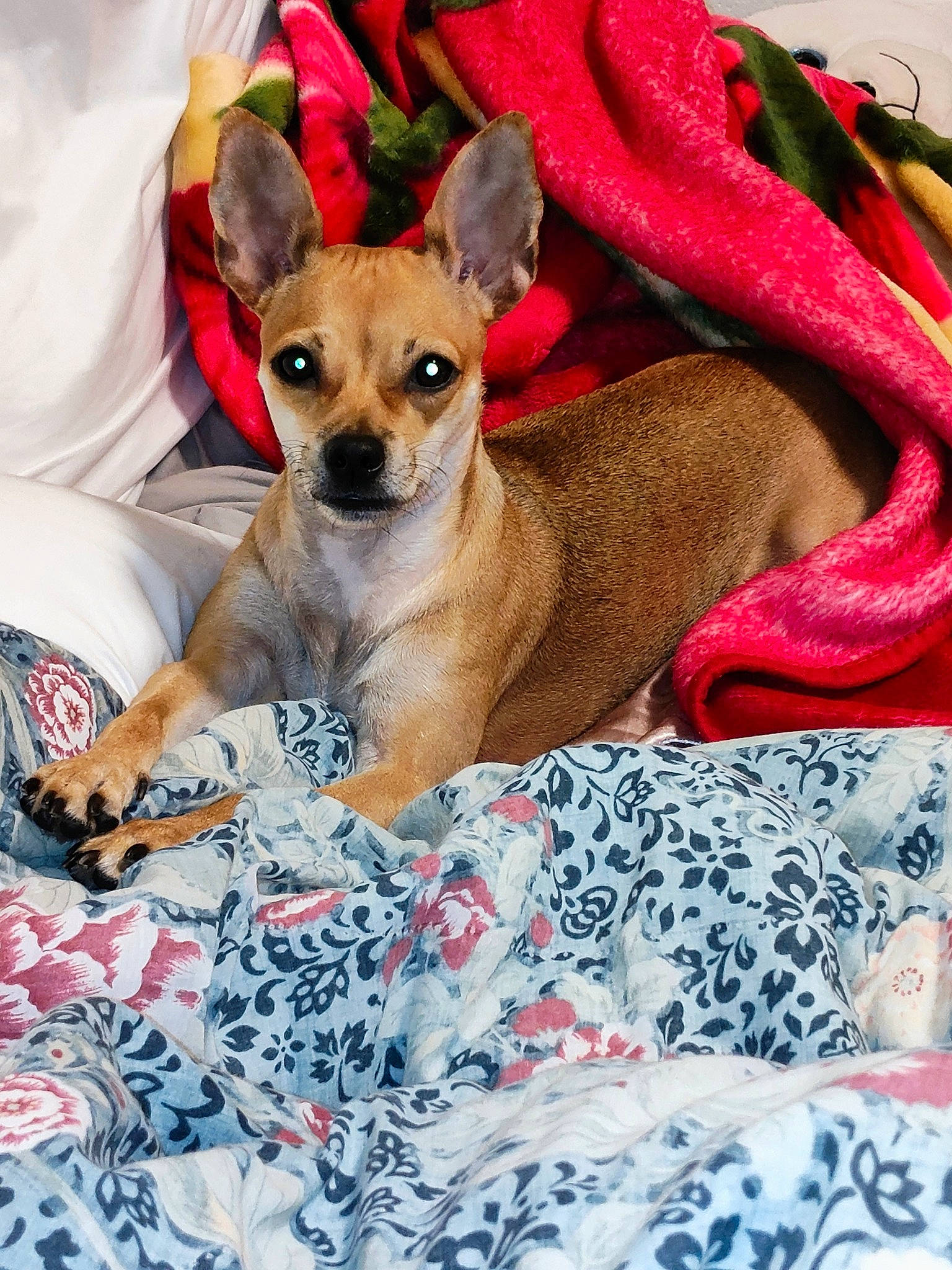 Lychee joined the competition — help win amazing prizes! canidae, carnivore, chihuahua, collar, comfort, companion_dog, corgi_chihuahua, dog, dog_breed, dog_supply, fawn, fur, linens, magenta, pattern, paw, sporting_group, tableware, toy_dog, whiskers