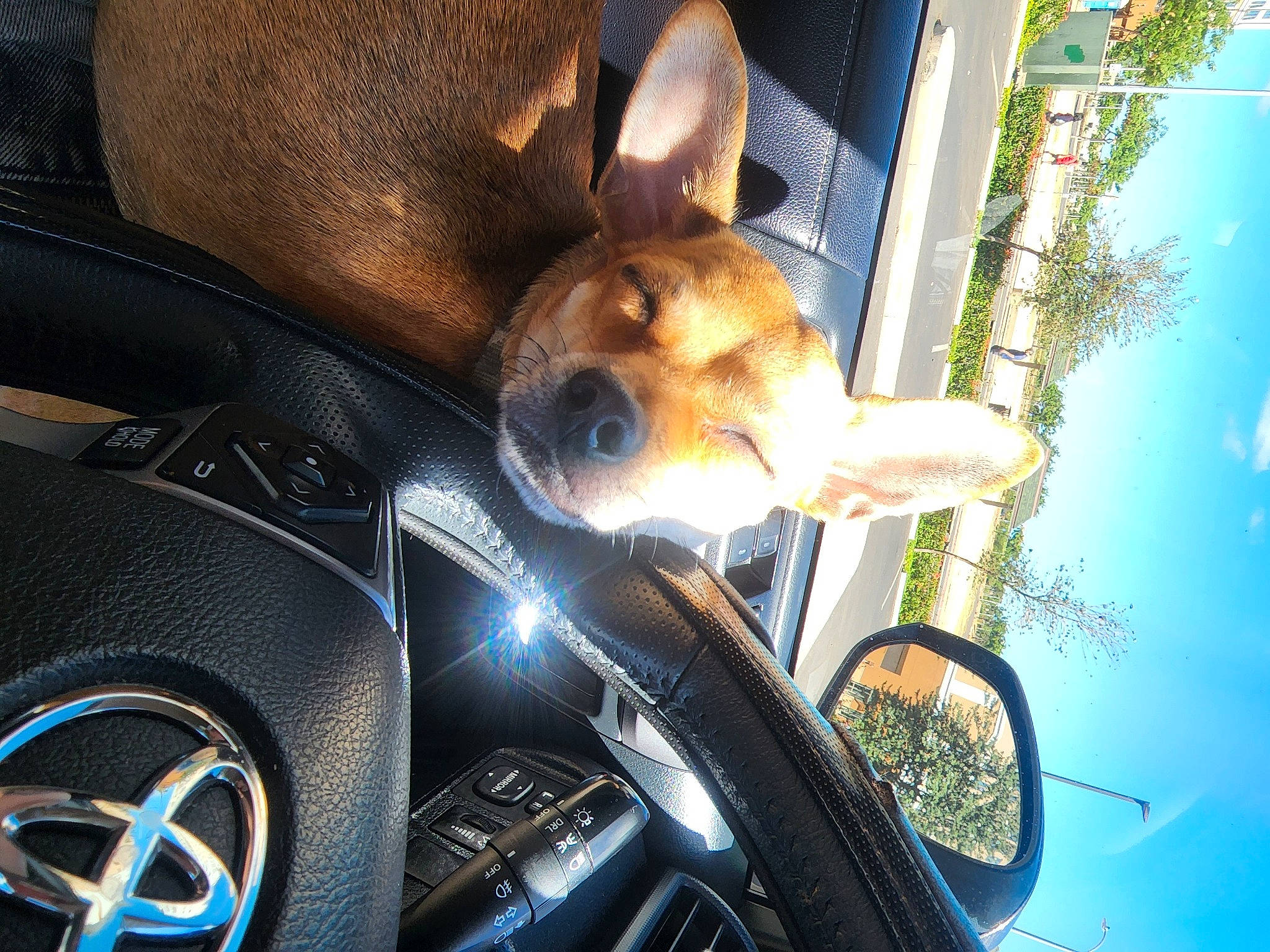 Lychee joined the competition — help win amazing prizes! automotive_design, automotive_exterior, automotive_lighting, automotive_mirror, automotive_tire, car, carnivore, dog, dog_breed, fawn, gauge, hood, motor_vehicle, personal_luxury_car, plant, snout, speedometer, steering_wheel, vehicle, vehicle_door