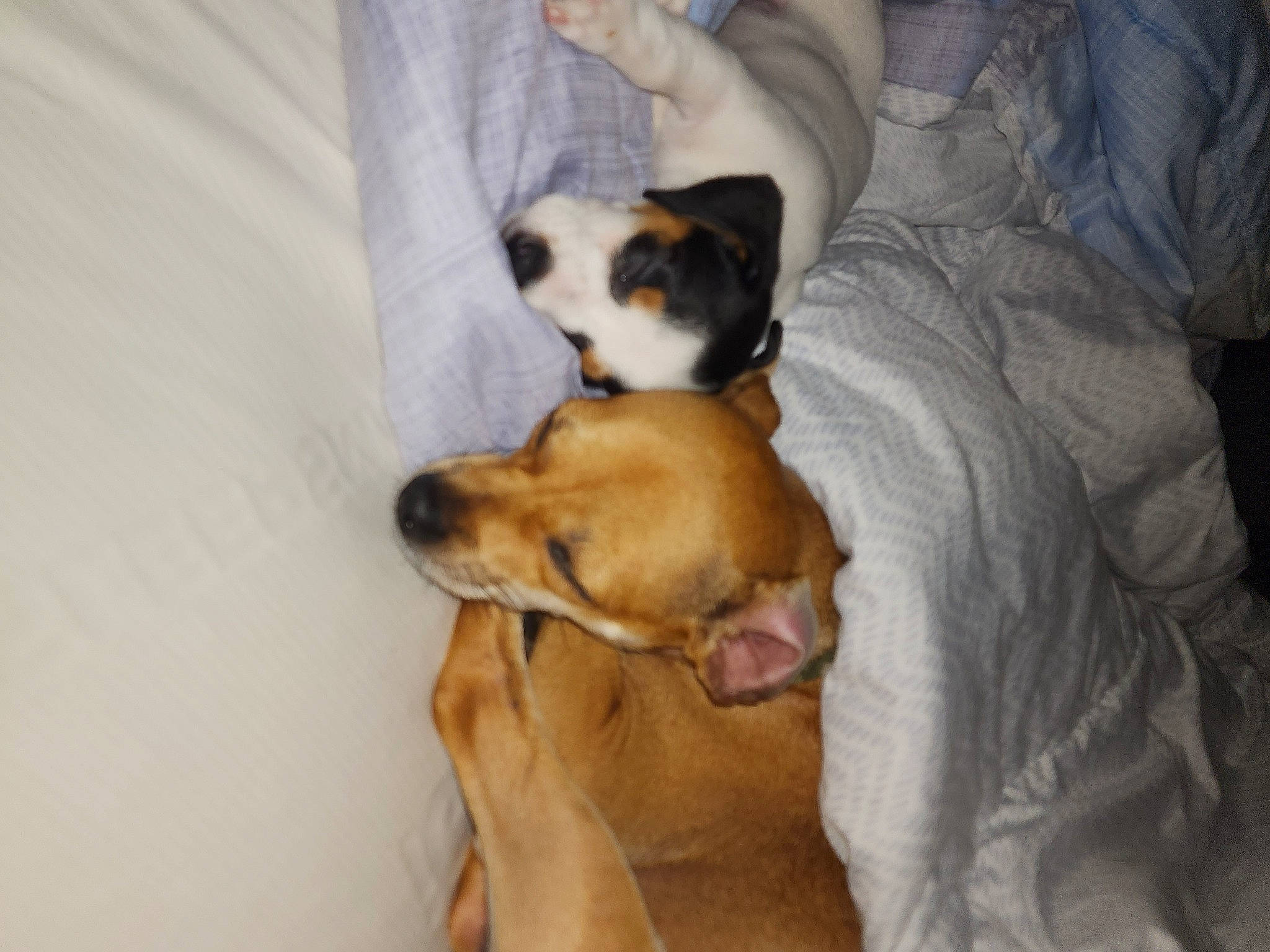 Lychee joined the competition — help win amazing prizes! bed, carnivore, comfort, companion_dog, couch, dog, dog_breed, fawn, flooring, fur, guard_dog, hardwood, linens, paw, pillow, puppy_love, sporting_group, toy_dog, wood, working_animal