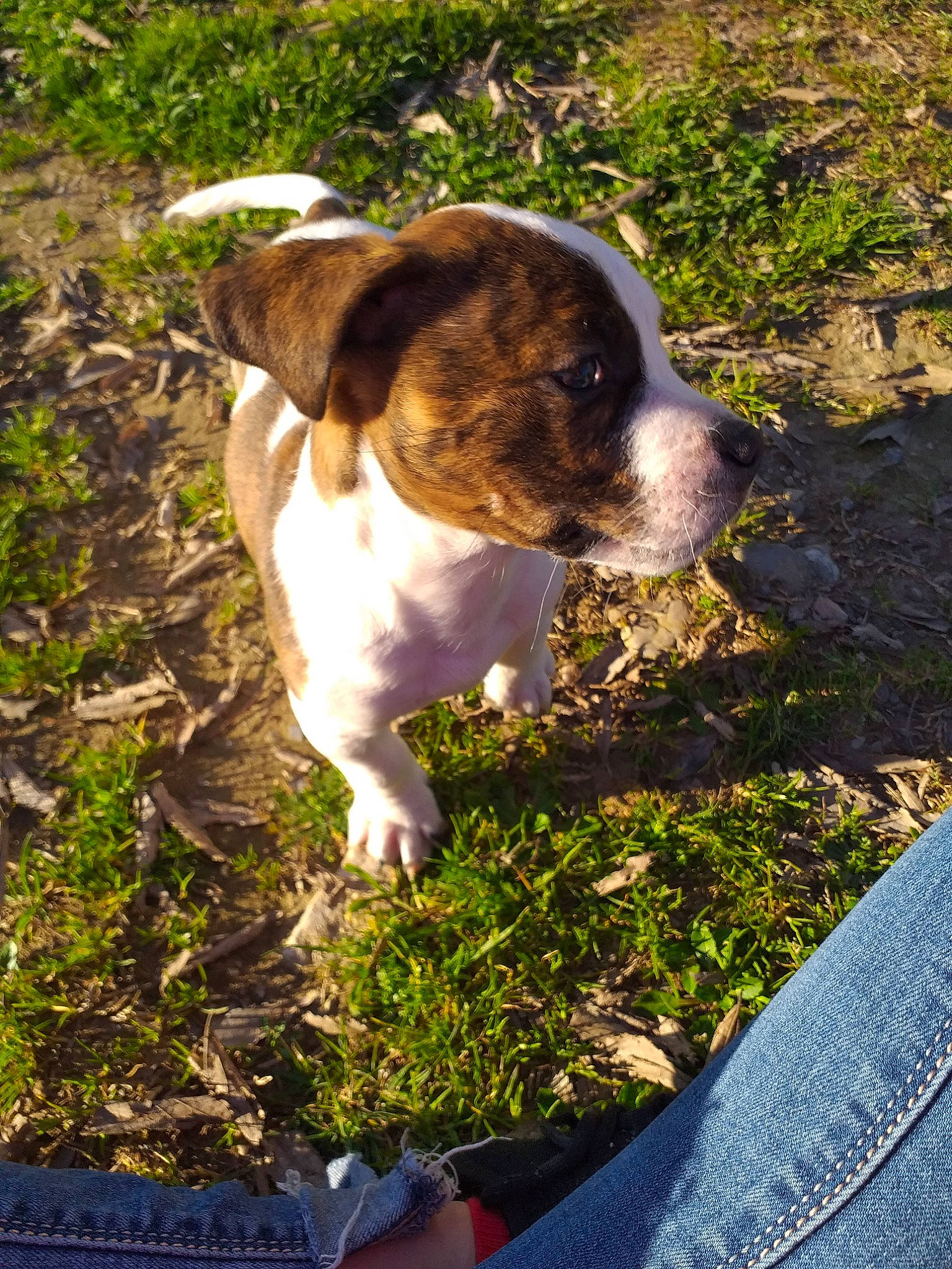 Casa participe au concours pour gagner de l'argent avec cette photo : american_bulldog, american_staffordshire_terrier, canidae, carnivore, danish_swedish_farmdog, dog, dog_breed, fawn, grass, mammal, non_sporting_group, puppy, snout, sporting_group, valley_bulldog