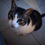 Pedro a rejoint le concours — aidez-le/la à gagner de superbes lots ! cat, animal, pet, indoor, floor, tiled_floor, looking_up, whiskers, ears, fur, white, brown, black, tabby, domestic_cat, curious, close_up, quiet, sitting, shadow