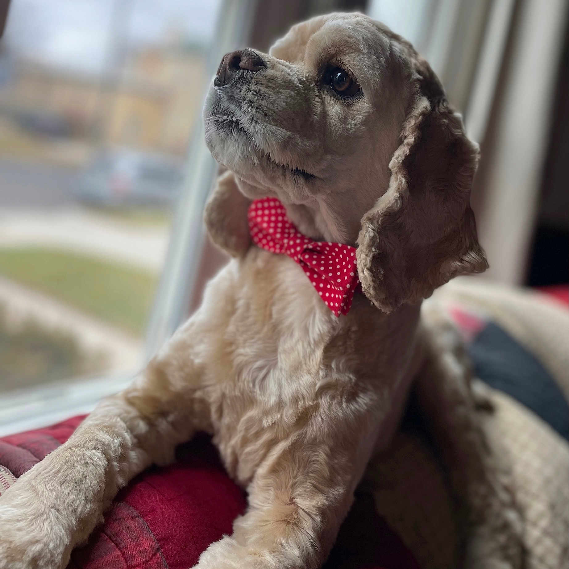 Cooper joined the competition — help win amazing prizes! accessories, animal, bulldog, canine, chair, cockerspaniel, couch, cushion, dog, formalwear, furniture, homedecor, hound, pet, pointer, poodle, puppy, terrier, tie, whitedog