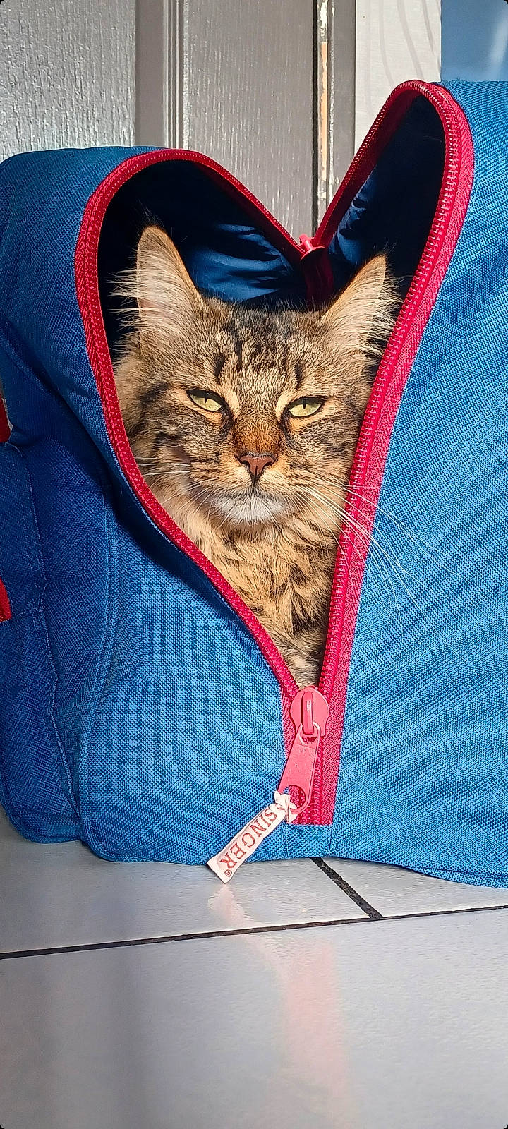 Tygresse a rejoint le concours — aidez-le/la à gagner de superbes lots ! bag, blue, carnivore, cat, claw, comfort, domestic_short_haired_cat, electric_blue, fashion_accessory, fawn, felidae, fur, human_leg, linens, orange, pattern, small_to_medium_sized_cats, snout, textile, whiskers