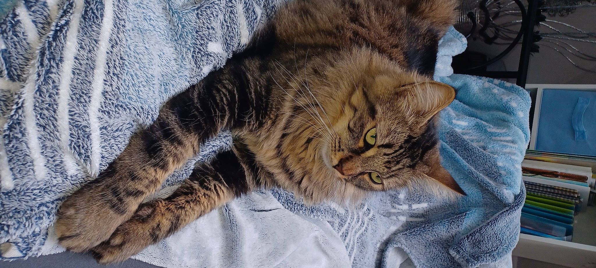 Tygresse participe au concours pour gagner de l'argent avec cette photo : carnivore, cat, claw, comfort, domestic_short_haired_cat, eye, fawn, felidae, fur, nap, pattern, paw, sleep, small_to_medium_sized_cats, snout, tail, terrestrial_animal, tree, whiskers, wildlife