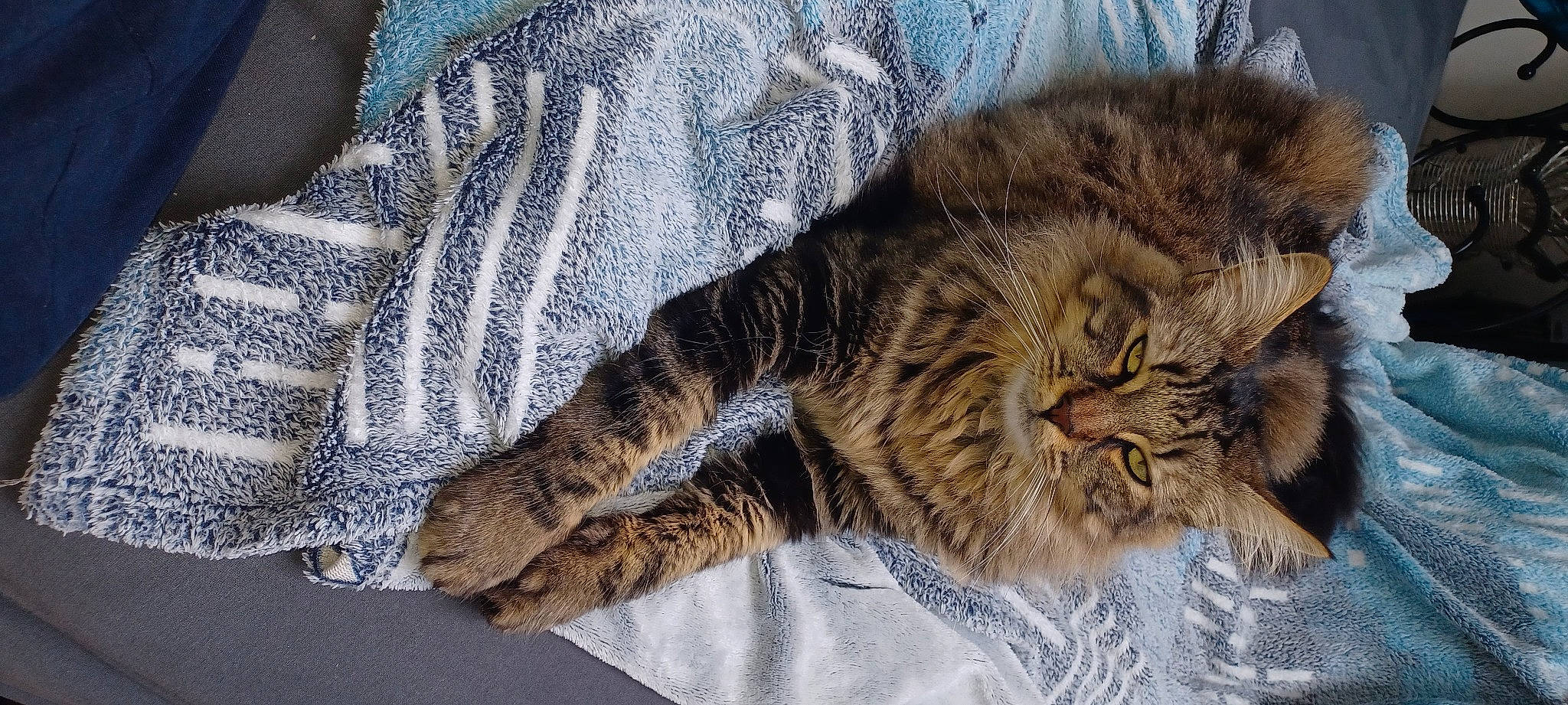 Tygresse participe au concours pour gagner de l'argent avec cette photo : carnivore, cat, claw, comfort, domestic_short_haired_cat, felidae, fur, grey, nap, pattern, paw, sleep, small_to_medium_sized_cats, snout, tail, terrestrial_animal, tree, whiskers