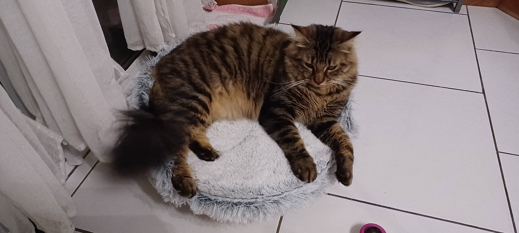 Tygresse participe au concours pour gagner de l'argent avec cette photo : carnivore, cat, claw, comfort, domestic_short_haired_cat, fawn, felidae, flooring, fur, nap, paw, plant, small_to_medium_sized_cats, snout, tail, terrestrial_animal, whiskers, wood