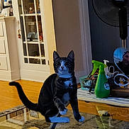 Arrow joined the competition — help win amazing prizes! cabinet, cat, collar, curious, fan, furniture, glass_table, household_items, indoor, living_room, pet, playful, raised_paw, reflection, shelf, tabby_cat, toy, white_paws, wide_eyes, wood_floor