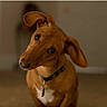 animal, background_blur, brown_dog, canine, closeup, collar, curious, cute, dog, domestic_animal, eyes, floppy_ears, fur, head_tilt, indoor, looking, mammal, pet, portrait, tag