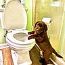 bathroom, bathroom_rug, brown_dog, cerave_cream, curious, dog, floor_mat, frosted_glass, green_wall, indoor, looking_up, pet, plant, puppy, shower, standing, toilet, toilet_paper, wooden_floor, young_dog