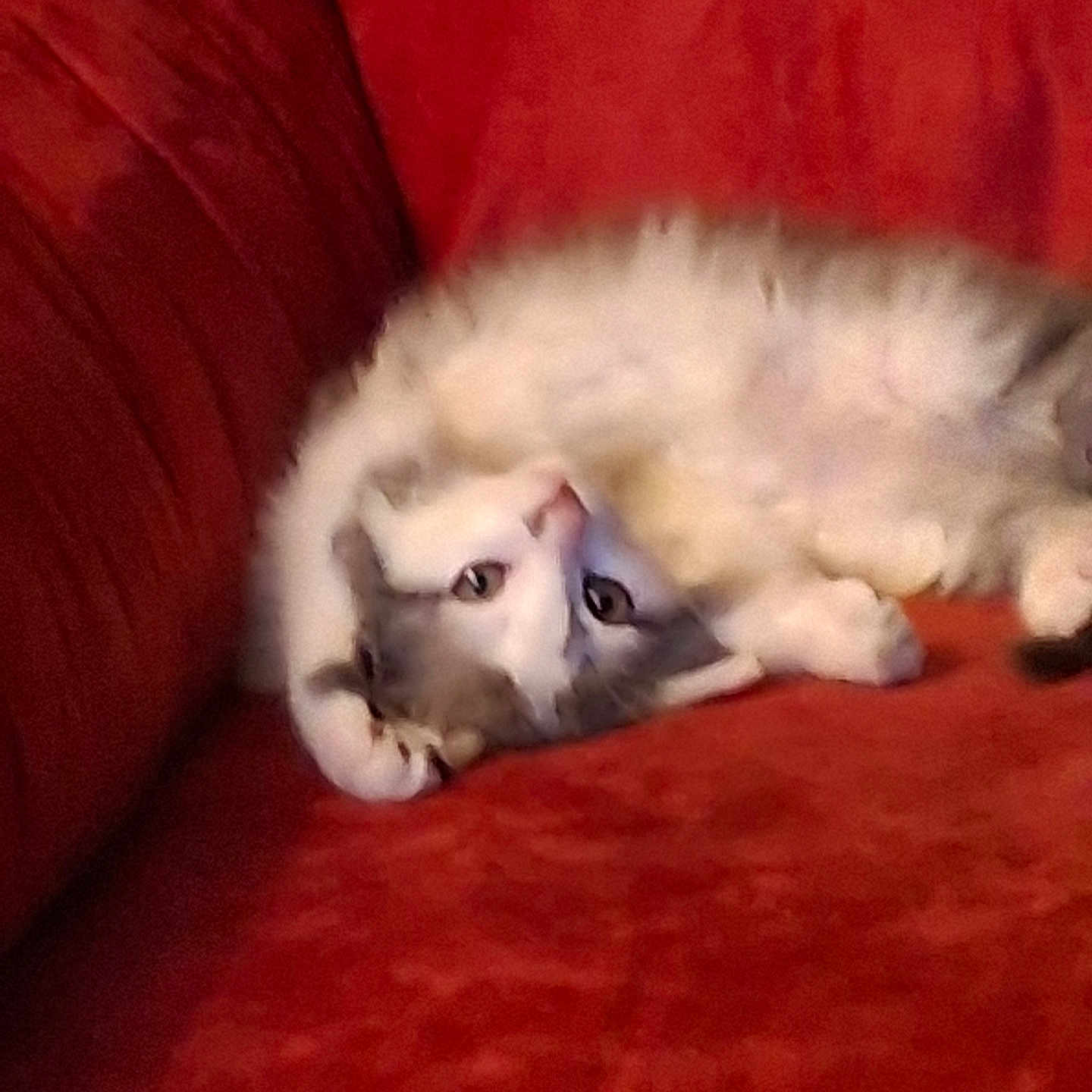 Little Brother is registered to the contest to win money with this photo: animal, cat, couch, cozy, curious, eyes, feline, fluffy, fur, home, indoor, lounging, paws, pet, red_couch, relaxed, resting, upside_down, whiskers, white_and_gray