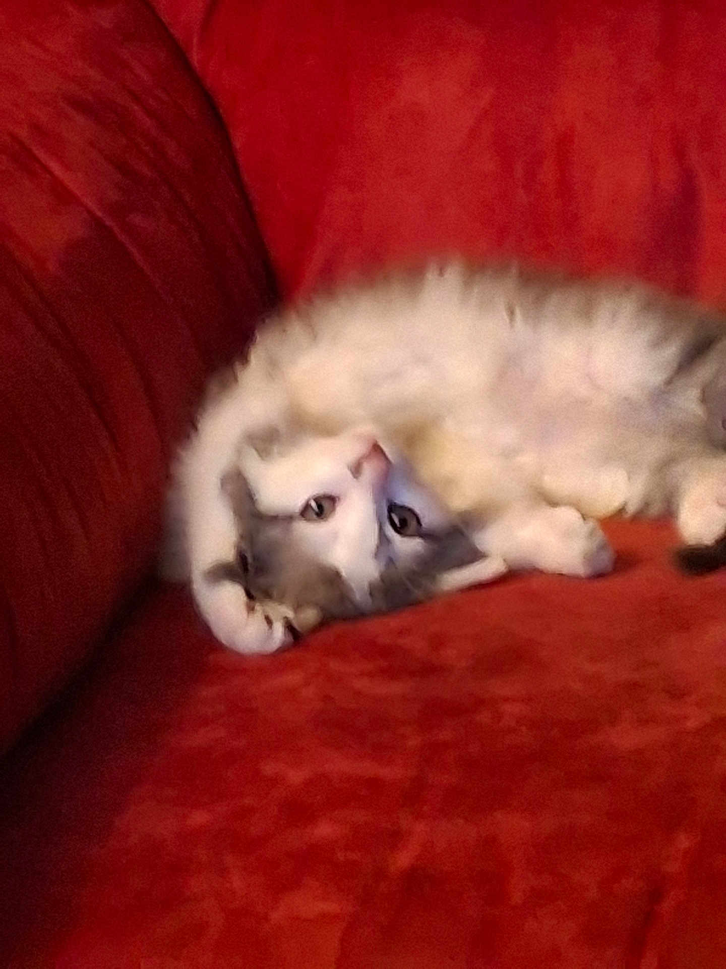 Little Brother is registered to the contest to win money with this photo: cat, feline, pet, couch, red_couch, upside_down, fluffy, white_and_gray, indoor, relaxed, lounging, fur, whiskers, paws, curious, eyes, cozy, home, animal, resting
