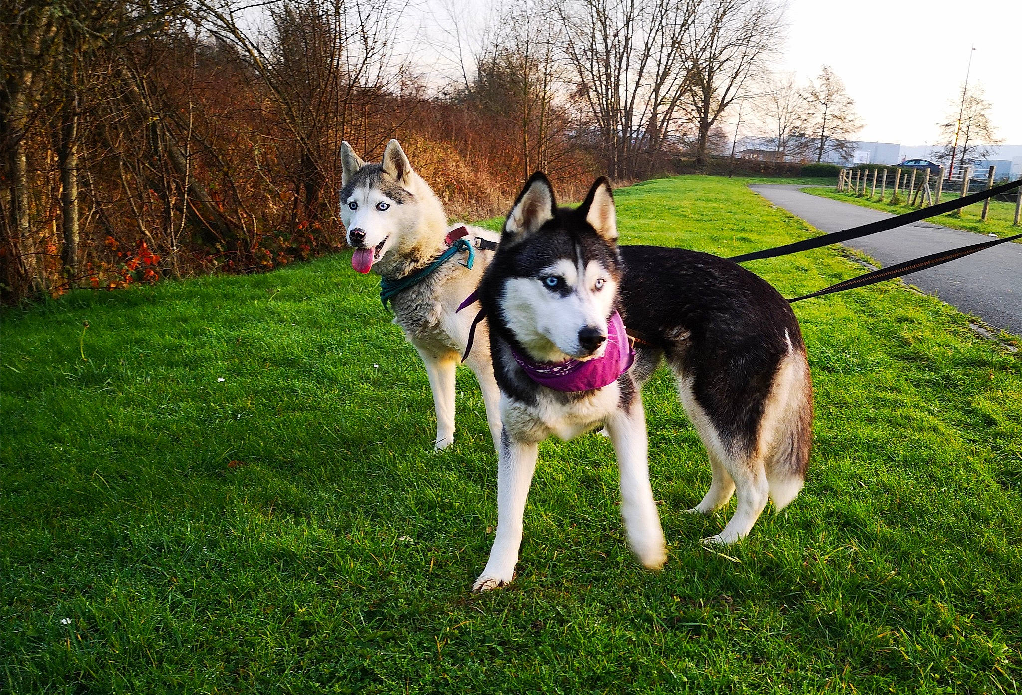 Guilka participe au concours pour gagner de l'argent avec cette photo : alaskan_malamute, canidae, carnivore, czechoslovakian_wolfdog, dog, dog_breed, east_siberian_laika, lapponian_herder, mammal, native_american_indian_dog, northern_inuit_dog, saarloos_wolfdog, seppala_siberian_sleddog, siberian_husky, sled_dog, tamaskan_dog, vertebrate, west_siberian_laika, wolfdog, working_dog