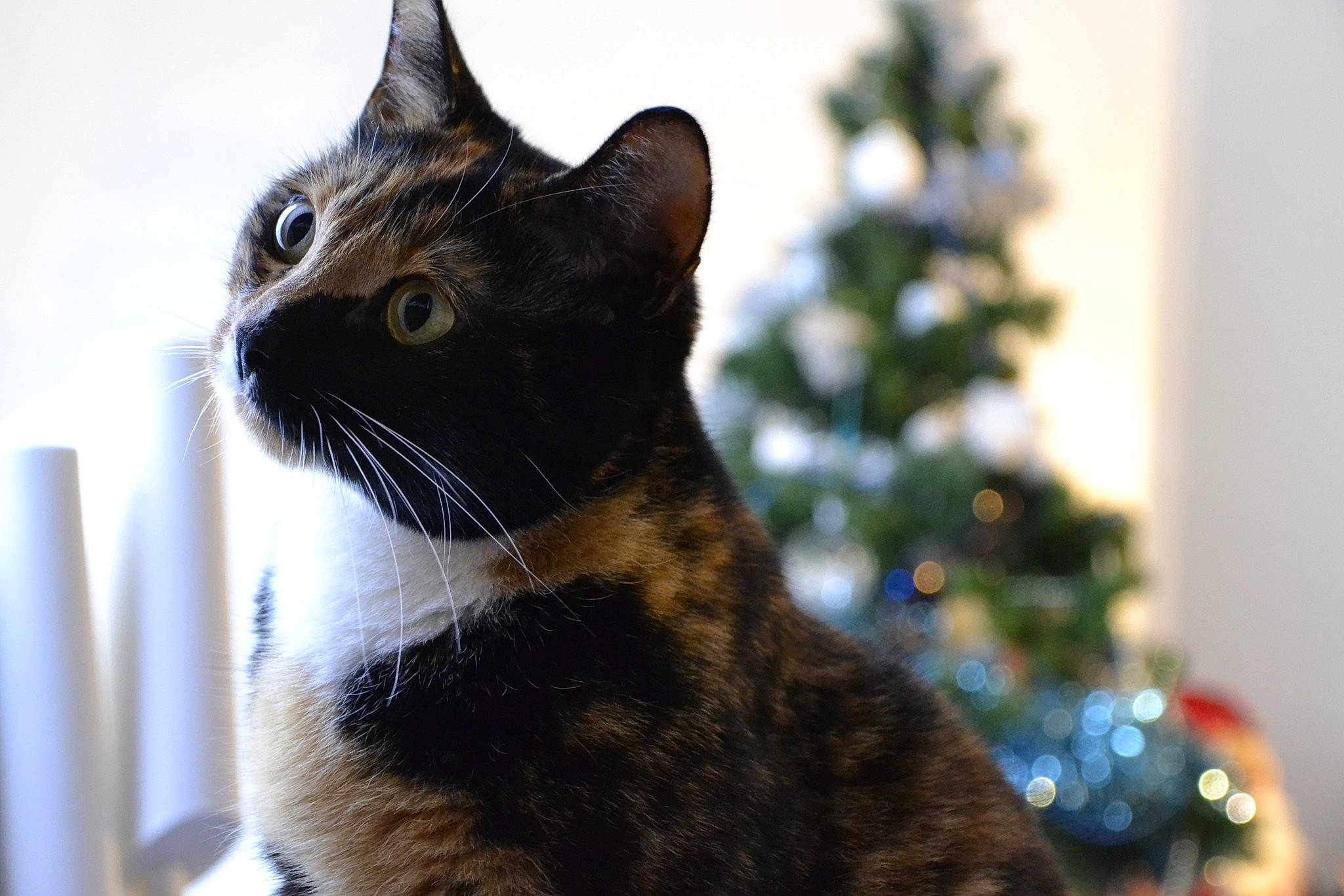 Punky participe au concours pour gagner de l'argent avec cette photo : american_shorthair, american_wirehair, asian, carnivore, cat, christmas, christmas_tree, domestic_short_haired_cat, european_shorthair, felidae, fur, small_to_medium_sized_cats, snout, tabby_cat, tail, tree, whiskers