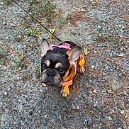 Olive joined the competition — help win amazing prizes! dog, puppy, french_bulldog, pet, leash, harness, pink_harness, outdoor, ground, rocks, pine_needles, curious, looking_up, small_dog, animal, canine, walk, nature, young_dog, adorable