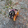 dog, puppy, french_bulldog, pet, leash, harness, pink_harness, outdoor, ground, rocks, pine_needles, curious, looking_up, small_dog, animal, canine, walk, nature, young_dog, adorable