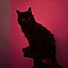 Raptor is registered to the contest to win money with this photo: animal, black_cat, cat, cat_tree, cute, dark, ears, feline, furry, glowing_eyes, indoor, moody, mysterious, pet, portrait, red_lighting, shadow, sitting, wall, whiskers