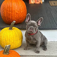 Ruger is registered to the contest to win money with this photo: animal, autumn, brick, collar, concrete, cute, decor, dog, fall, festive, french_bulldog, orange_pumpkin, outdoor, pet, porch, pumpkin, puppy, sitting, step, yellow_pumpkin