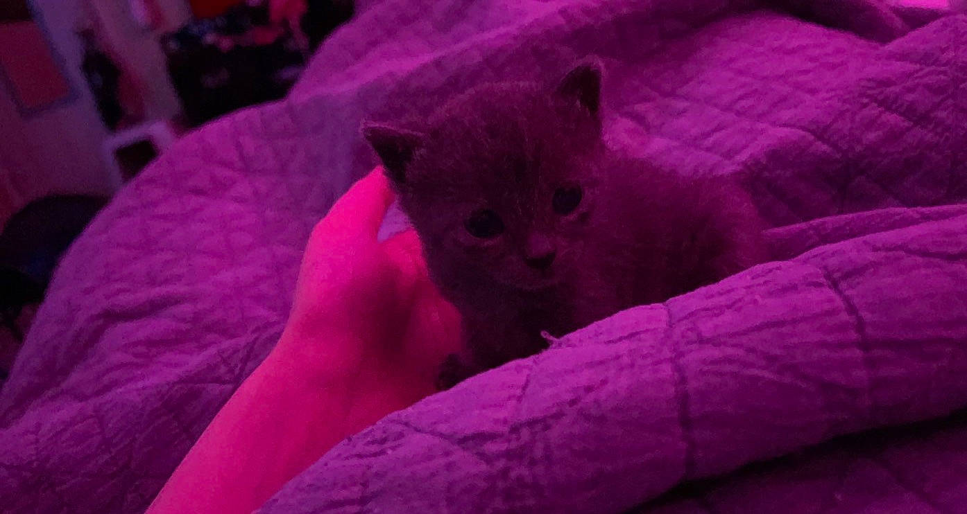 Sampson joined the competition — help win amazing prizes! canidae, carnivore, comfort, domestic_short_haired_cat, electric_blue, fawn, felidae, fur, grey, human_leg, linens, magenta, pink, purple, small_to_medium_sized_cats, teddy_bear, terrestrial_animal, violet, whiskers, wildlife