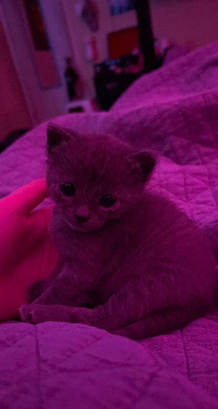 Sampson is registered to the contest to win money with this photo: carnivore, cat, comfort, domestic_short_haired_cat, electric_blue, fawn, felidae, fur, grey, magenta, pink, purple, russian_blue, sitting, sleeve, small_to_medium_sized_cats, snout, violet, whiskers, window