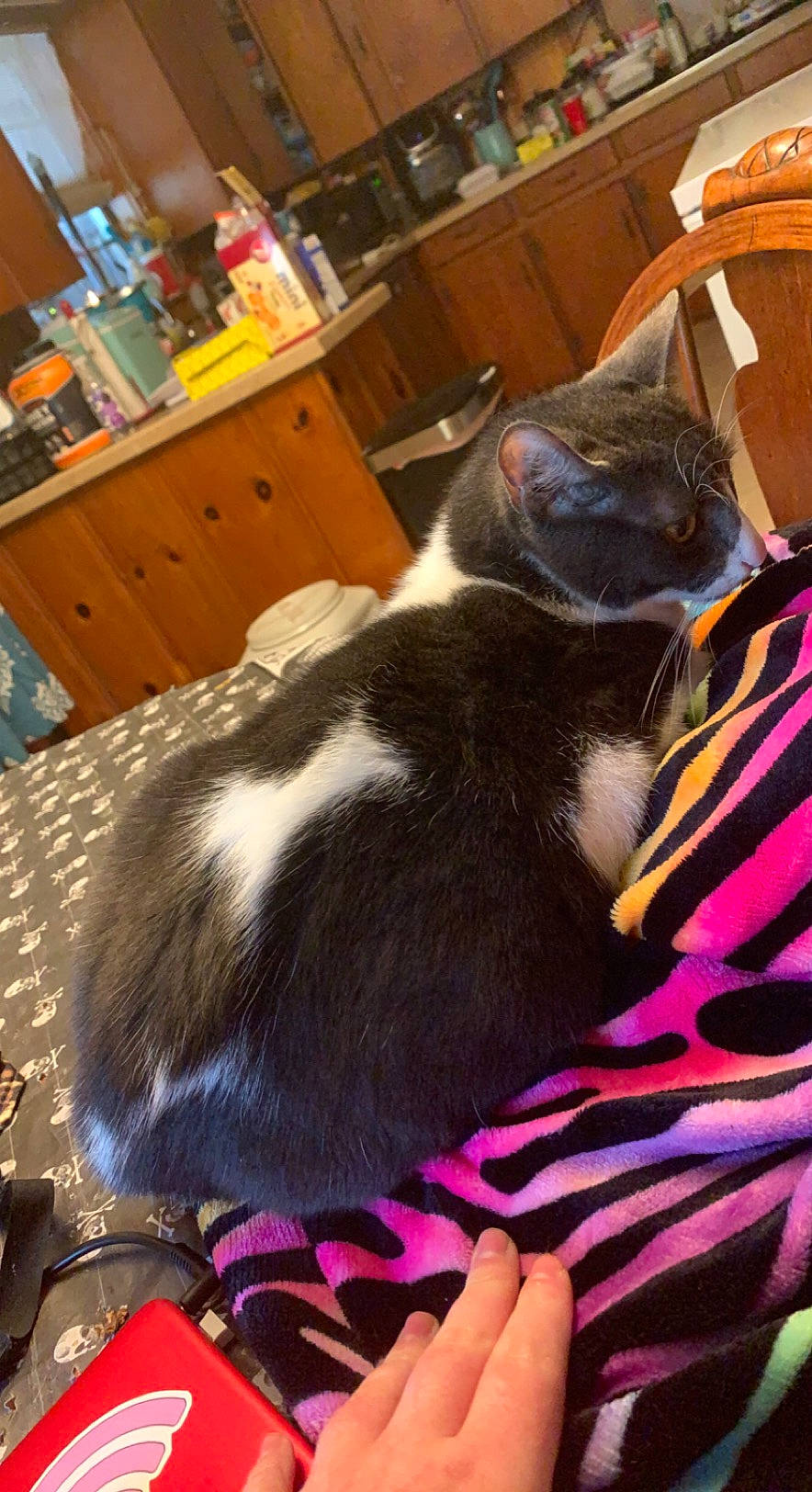 Bella is registered to the contest to win money with this photo: cabinetry, carnivore, cat, chair, chest_of_drawers, comfort, companion_dog, countertop, drawer, felidae, flooring, fur, hardwood, lap, refrigerator, room, small_to_medium_sized_cats, tail, whiskers, wood