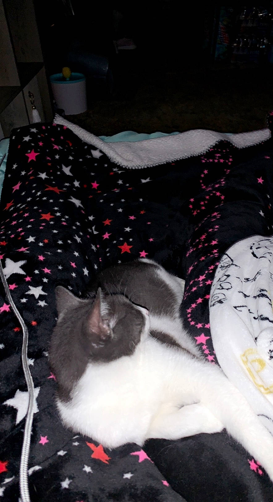 Bella is registered to the contest to win money with this photo: bedding, black, canidae, carnivore, cat, comfort, companion_dog, dog_breed, felidae, fur, grey, linens, pattern, small_to_medium_sized_cats, sporting_group, tail, textile, tree, whiskers, white