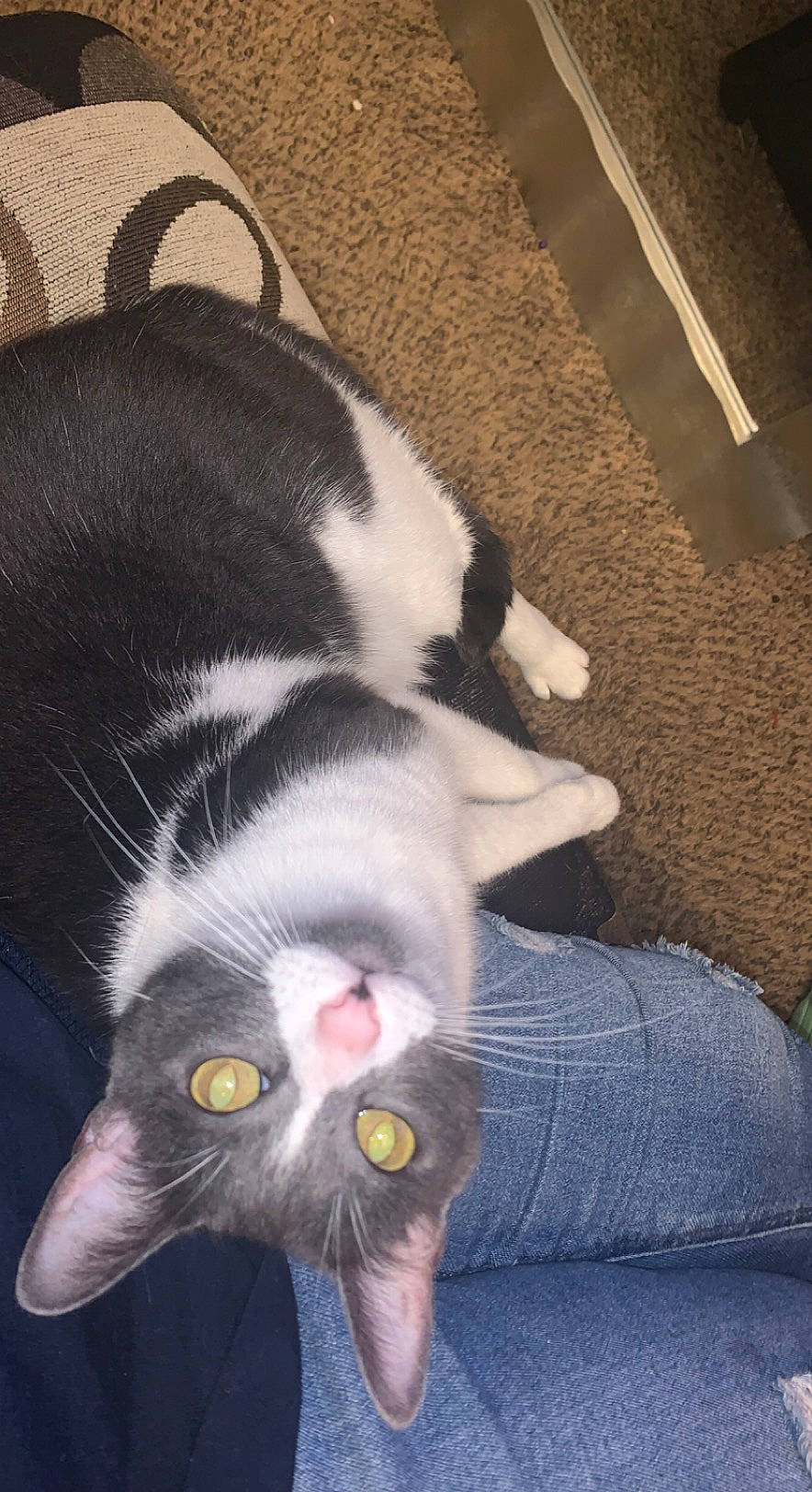 Bella joined the competition — help win amazing prizes! canidae, carnivore, cat, claw, comfort, companion_dog, dog_breed, domestic_short_haired_cat, felidae, flooring, flower, fur, lap, paw, petal, small_to_medium_sized_cats, snout, sporting_group, tail, whiskers