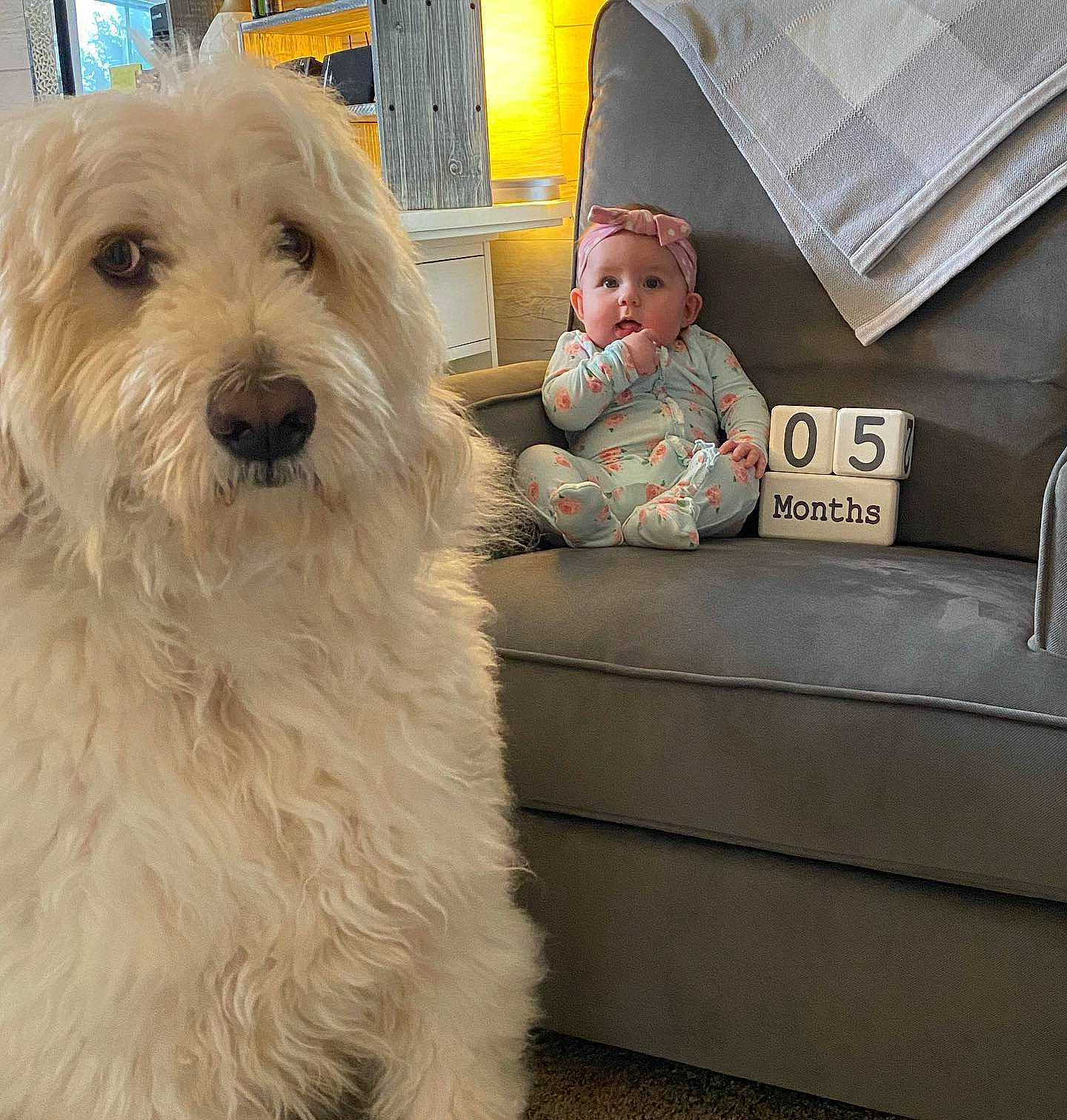 Finley is registered to the contest to win money with this photo: canidae, carnivore, comfort, companion_dog, couch, dog, dog_breed, dog_collar, flooring, fur, headwear, lamp, maltepoo, person, sitting, small_terrier, sofa_bed, sporting_group, terrier, throw_pillow