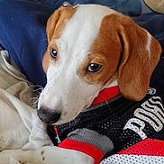 Jaxxton joined the competition — help win amazing prizes! dog, puppy, beagle, brown_and_white, short_hair, ears, eyes, nose, paw, fur, pet, dog_jersey, clothing, blanket, bedding, cuddling, indoor, close_up, portrait, cute