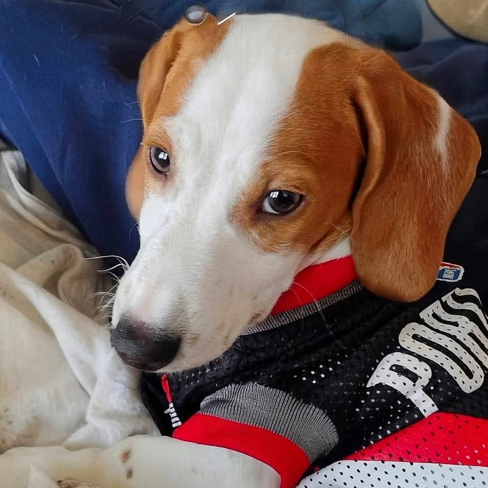 Jaxxton joined the competition — help win amazing prizes! beagle, bedding, blanket, brown_and_white, close_up, clothing, cuddling, cute, dog, dog_jersey, ears, eyes, fur, indoor, nose, paw, pet, portrait, puppy, short_hair