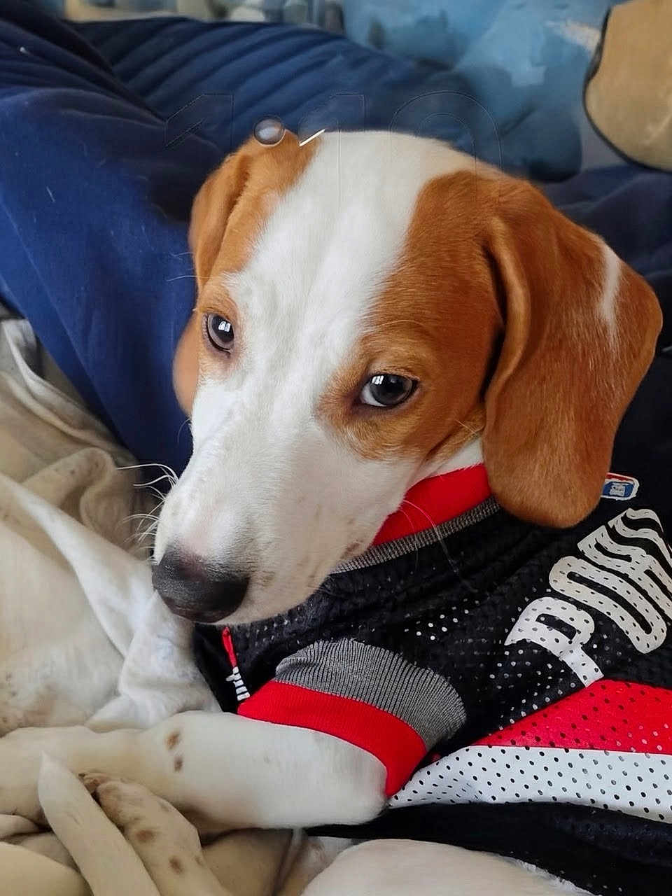 Jaxxton joined the competition — help win amazing prizes! dog, puppy, beagle, brown_and_white, short_hair, ears, eyes, nose, paw, fur, pet, dog_jersey, clothing, blanket, bedding, cuddling, indoor, close_up, portrait, cute