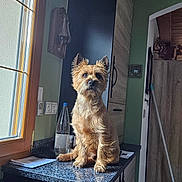 Rouky a rejoint le concours — aidez-le/la à gagner de superbes lots ! dog, pet, indoor, countertop, window, water_bottle, cabinet, mop, wooden_furniture, curious, small_dog, brown_fur, kitchen, light, reflection, home, domestic_animal, sitting, attentive, cozy