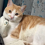 Ceasar is registered to the contest to win money with this photo: animal, bathroom, cat, companion, curious, curtain, cute, domestic, ears, feline, floor, fluffy_mat, fur, indoor, orange_and_white, pet, relaxed, resting, tail, whiskers