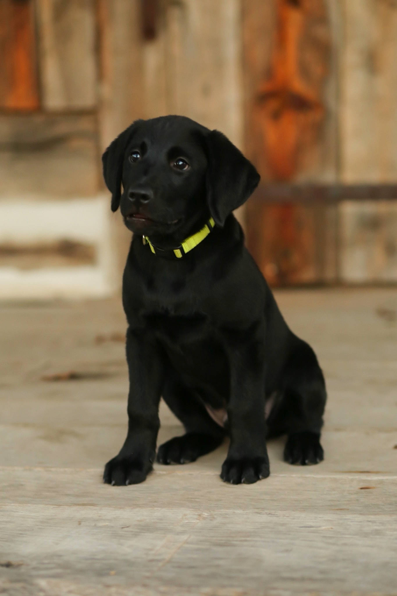 Jackson Daniel joined the competition — help win amazing prizes! beige, black, canidae, carnivore, collar, companion_dog, dog, dog_breed, dog_collar, gun_dog, labrador_retriever, liver, pet_supply, retriever, shadow, snout, sporting_group, tail, terrestrial_animal, working_animal