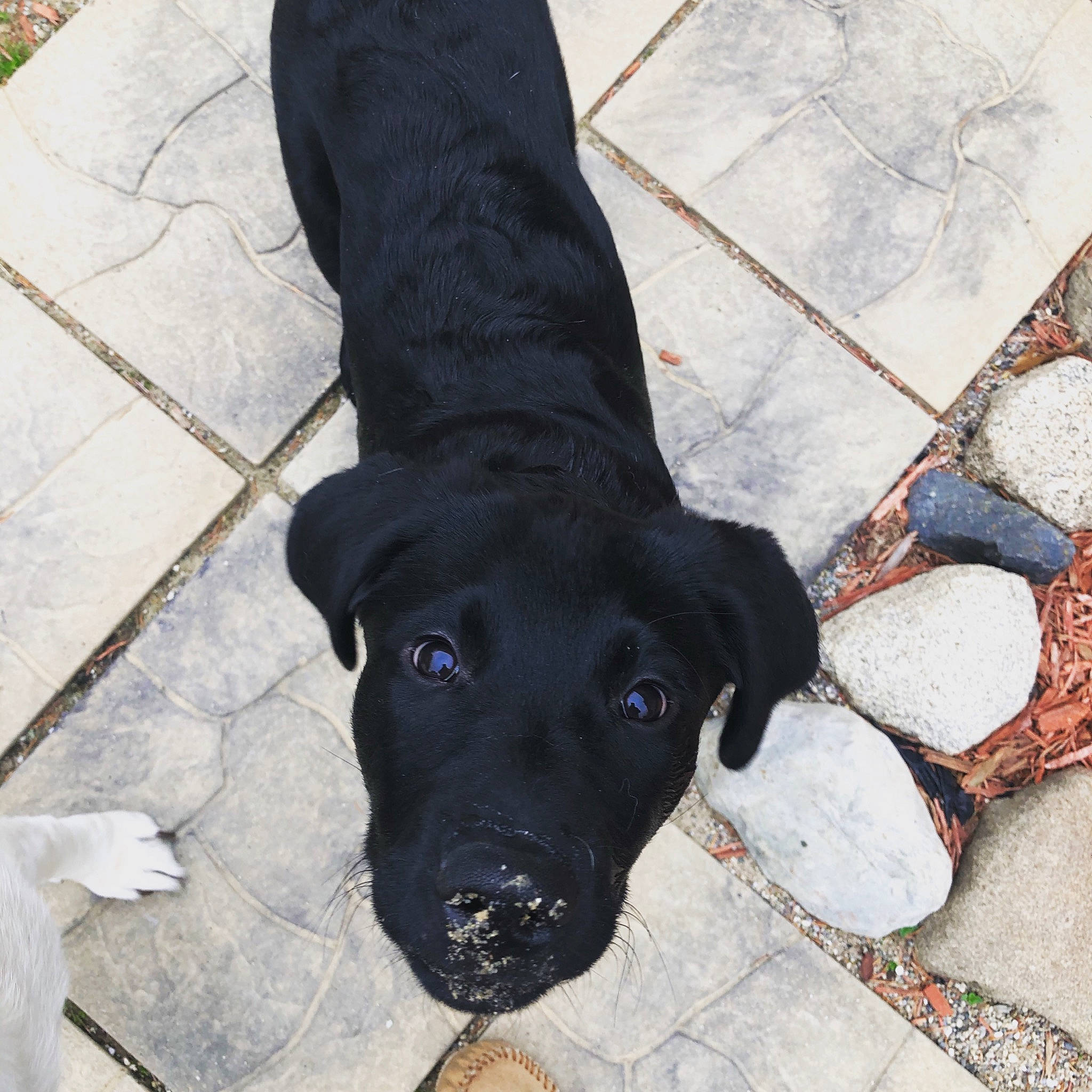 Jackson Daniel is registered to the contest to win money with this photo: black, canidae, carnivore, collar, companion_dog, dog, dog_breed, flagstone, floor, flooring, fur, pet_supply, shadow, snout, sporting_group, terrestrial_animal, tile, working_animal