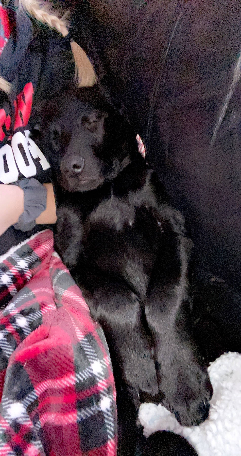 Jackson Daniel is registered to the contest to win money with this photo: black, canidae, carnivore, comfort, companion_dog, dog, dog_breed, fur, love, non_sporting_group, plaid, puppy_love, schipperke, snout, sporting_group, terrestrial_animal, working_animal, working_dog