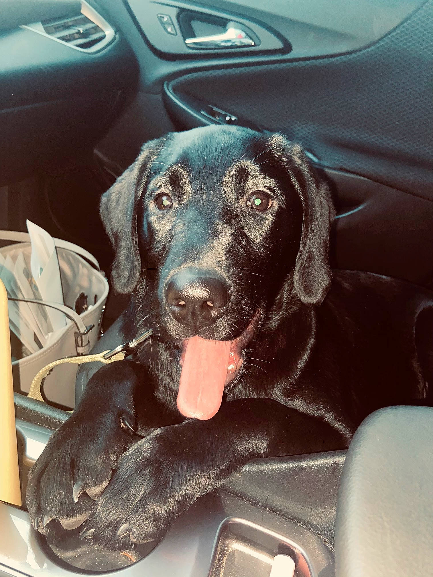 Jackson Daniel is registered to the contest to win money with this photo: canidae, car_seat, carnivore, collar, comfort, companion_dog, dog, dog_breed, dog_collar, dog_supply, fixture, liver, pet_supply, snout, sporting_group, vehicle_door, vertebrate, whiskers, working_animal, working_dog