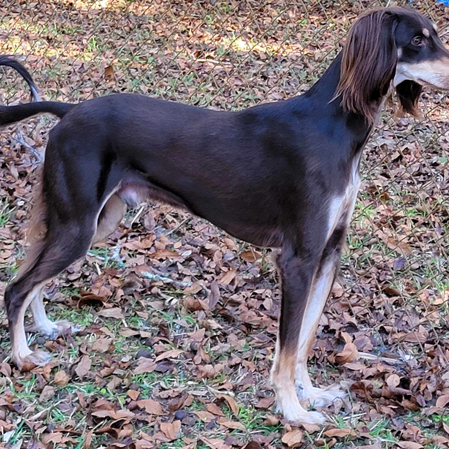 Bosco