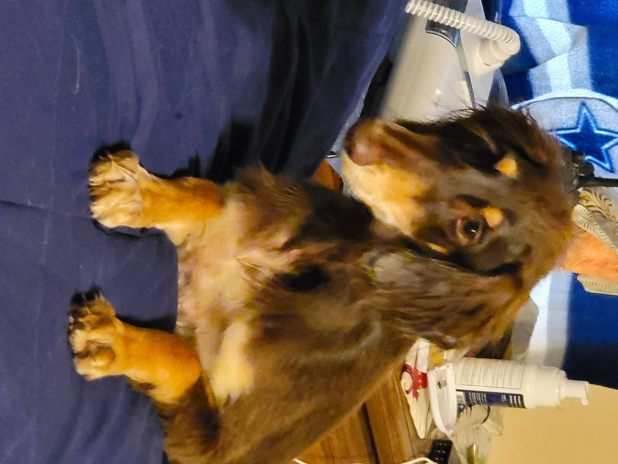 Bosco joined the competition — help win amazing prizes! canidae, carnivore, cat, claw, dog_breed, domestic_short_haired_cat, fawn, felidae, fur, paw, small_to_medium_sized_cats, snout, sporting_group, tail, whiskers