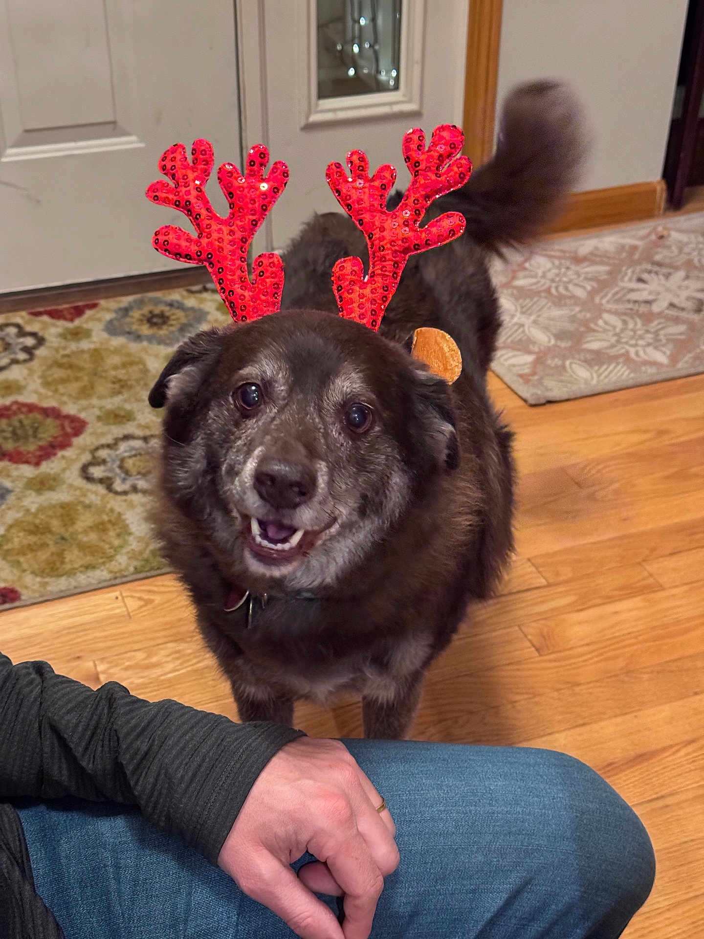 Wrigley joined the competition — help win amazing prizes! dog, reindeer_antlers, holiday, smiling, pet, indoor, wooden_floor, rug, person, hand, jeans, door, home, fur, tail, happy, festive, animal, cute, companion