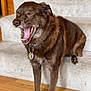 Wrigley is registered to the contest to win money with this photo: dog, brown, yawning, collar, tags, stairs, carpet, wood_floor, indoor, pet, animal, mouth_open, tongue, teeth, relaxed, sitting, canine, fur, home, cozy
