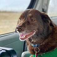 Wrigley joined the competition — help win amazing prizes! dog, brown_dog, green_sweater, pet, car_interior, window, happy, smiling, collar, tag, seat, side_view, fur, canine, domestic_animal, closeup, indoor, companion, mammal, animal