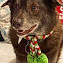 Wrigley joined the competition — help win amazing prizes! dog, brown_dog, scarf, festive, indoor, pet, canine, happy, fur, collar, closeup, face, expression, cozy, holiday, pom_pom, knitted, animal, mammal, companion