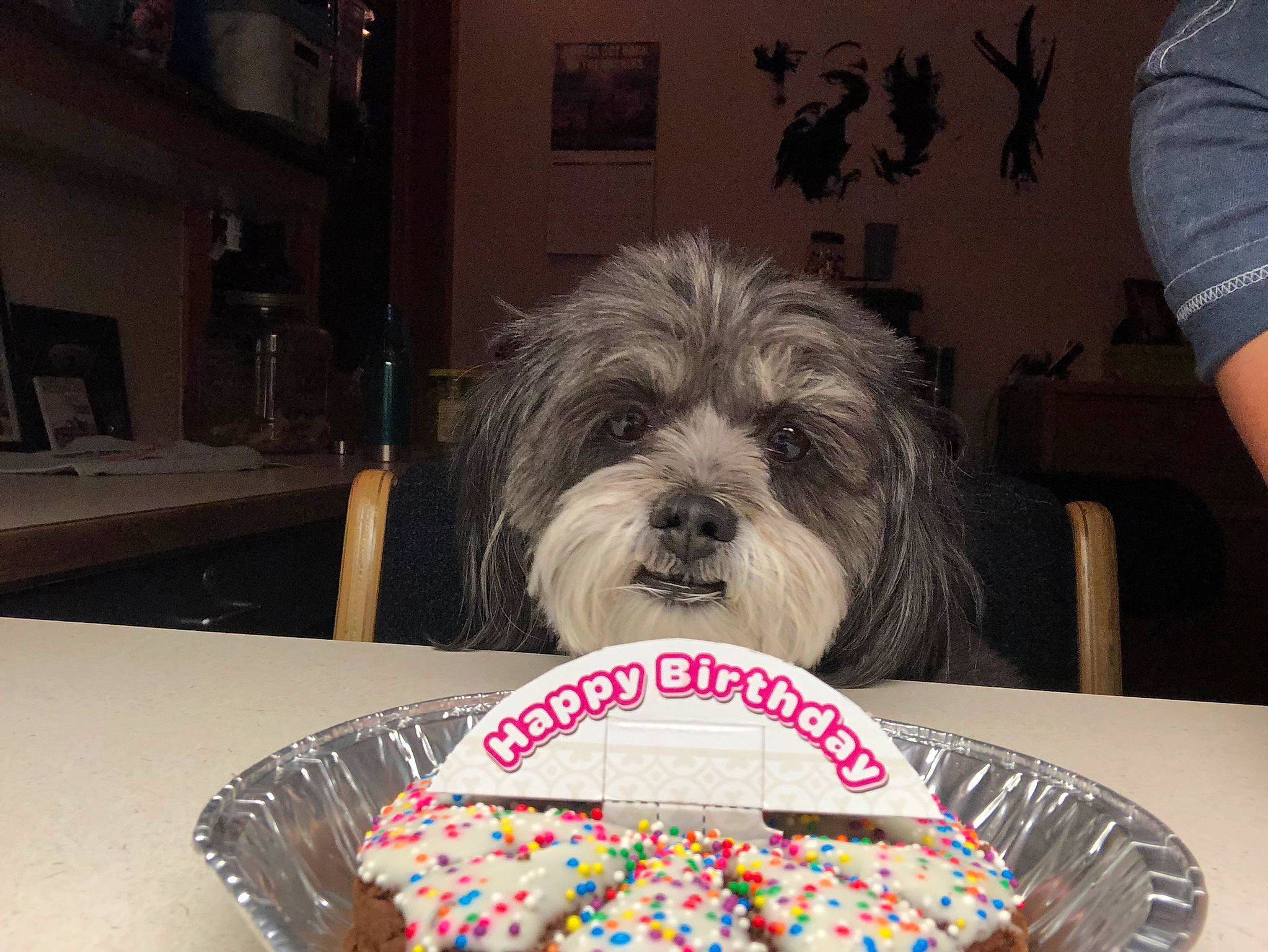 Bella joined the competition — help win amazing prizes! birthday_cake, buttercream, cake_decorating, cake_decorating_supply, carnivore, companion_dog, cream, dessert, dog, dog_breed, event, food, icing, ingredient, picture_frame, sugar_cake, table, tableware, terrier, toy_dog