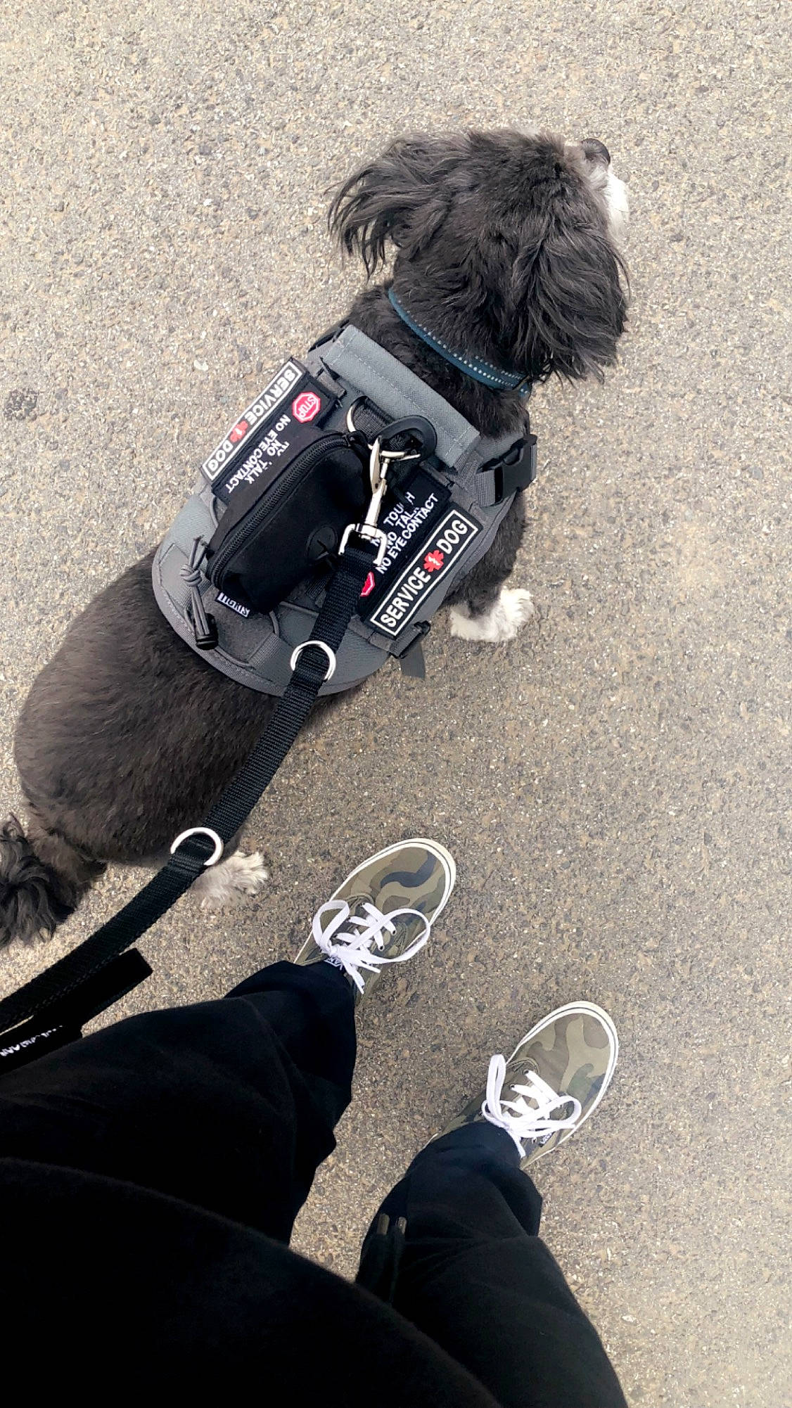 Bella joined the competition — help win amazing prizes! asphalt, automotive_tire, bag, carnivore, collar, companion_dog, dog, dog_breed, dog_clothes, dog_collar, dog_supply, human_leg, leash, luggage_and_bags, pet_supply, road_surface, shoe, sneakers, snout, toy_dog
