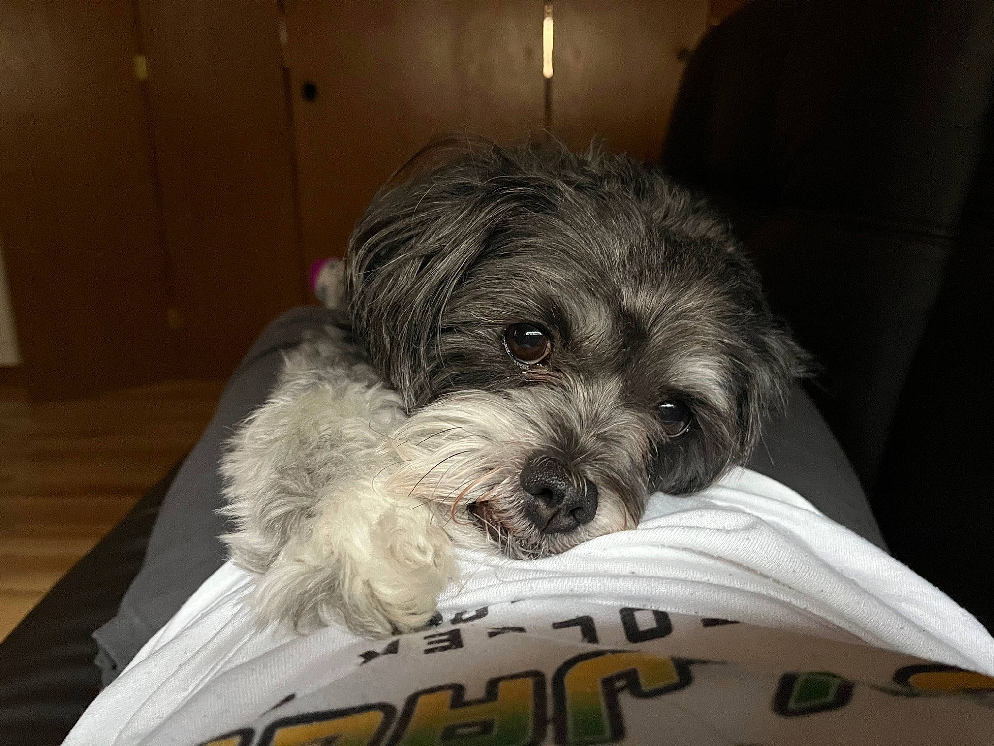 Bella is registered to the contest to win money with this photo: canidae, carnivore, comfort, companion_dog, dog, dog_breed, fur, maltepoo, non_sporting_group, poodle_crossbreed, puppy, shih_poo, small_terrier, snout, sporting_group, terrestrial_animal, terrier, toy_dog, working_animal, yorkipoo