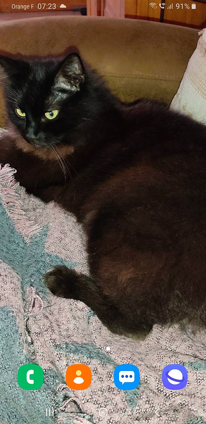 Rusty a rejoint le concours — aidez-le/la à gagner de superbes lots ! art, black_cat, bombay, carnivore, cat, claw, domestic_short_haired_cat, felidae, fur, paw, sand, shadow, small_to_medium_sized_cats, snout, soil, stairs, tail, terrestrial_animal, whiskers, window