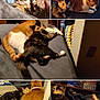animal, art, bed, bedroom, canine, cat, collage, face, furniture, head, indoors, interiordesign, kitten, manx, person, pet, photography, portrait, room, sleeping