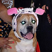Chico joined the competition — help win amazing prizes! animal, brown, calm, candy_corn, costume, cute, dog, festive, give_thanks, halloween, hand, headband, indoor, person, pet, pink, sign, smiling, tongue_out, white
