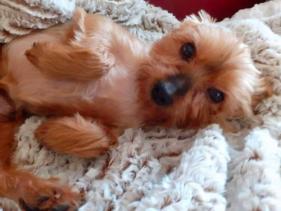 Elton a rejoint le concours — aidez-le/la à gagner de superbes lots ! bed, carnivore, companion_dog, dog, dog_breed, dog_supply, fawn, fur, labradoodle, liver, non_sporting_group, puppy_love, small_terrier, sporting_group, sunglasses, terrier, toy, toy_dog, whiskers, working_animal