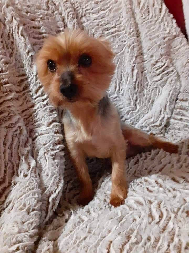 Elton participe au concours pour gagner de l'argent avec cette photo : canidae, carnivore, chihuahua, companion_dog, dog, dog_breed, dog_supply, fawn, fur, liver, paw, small_terrier, snout, sporting_group, terrier, tibetan_spaniel, toy_dog, whiskers, wood, working_animal